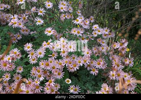 Chrysanthemum 'Hillside Sheffield Pink' in fiore. Foto Stock