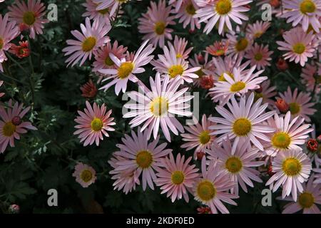 Chrysanthemum 'Hillside Sheffield Pink' in fiore. Foto Stock