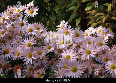 Chrysanthemum 'Hillside Sheffield Pink' in fiore. Foto Stock