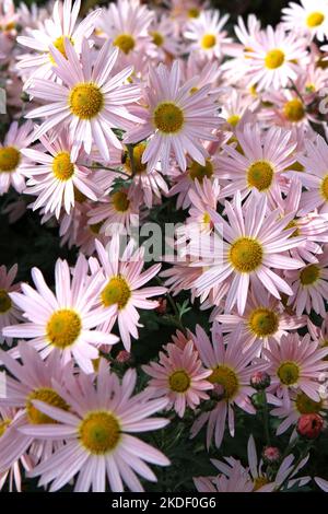 Chrysanthemum 'Hillside Sheffield Pink' in fiore. Foto Stock