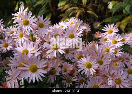 Chrysanthemum 'Hillside Sheffield Pink' in fiore. Foto Stock