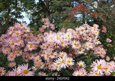 Chrysanthemum 'Hillside Sheffield Pink' in fiore. Foto Stock