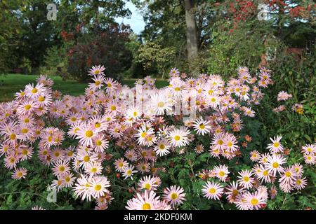 Chrysanthemum 'Hillside Sheffield Pink' in fiore. Foto Stock