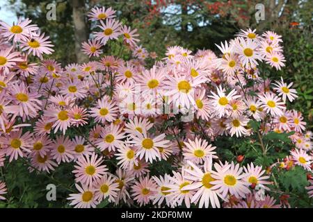 Chrysanthemum 'Hillside Sheffield Pink' in fiore. Foto Stock