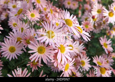Chrysanthemum 'Hillside Sheffield Pink' in fiore. Foto Stock