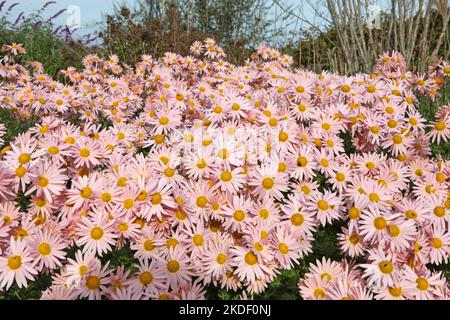 Chrysanthemum 'Hillside Sheffield Pink' in fiore. Foto Stock
