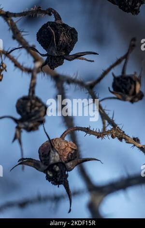 Cespuglio di rosa con spine e fianchi di rosa asciutti su sfondo sfocato. Rosa canina Foto Stock