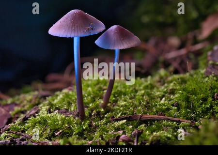 due piccoli funghi filigrani su muschio con macchia leggera nella foresta. Pavimento di foresta. Macro scattata dalla natura Foto Stock