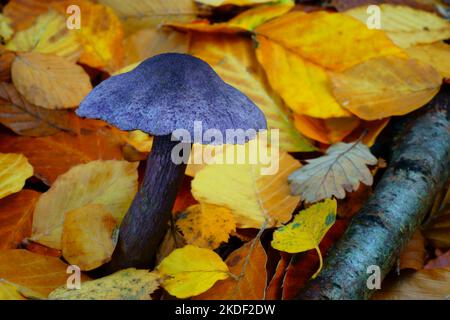 Funghi violetti con foglie autunnali. Foto Stock