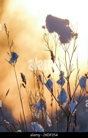 La prima neve illuminata dai raggi del sole del mattino su rami sottili Foto Stock