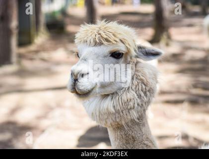 Ritratto di lama divertente con frangia in zoo Foto Stock