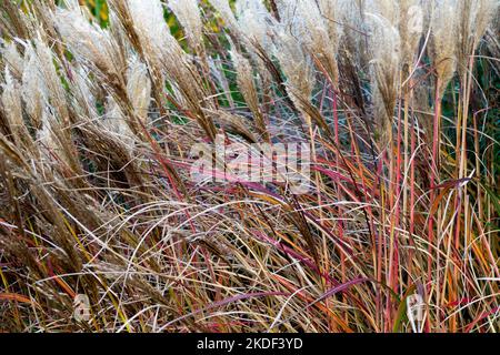 Erba nuda,Miscanthus sinensis Red Chief,in autunno, i gambi e le foglie diventano rosse Foto Stock