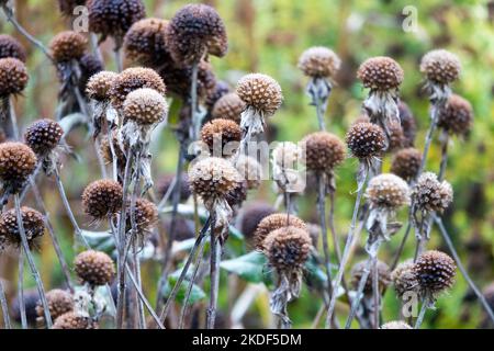 Monarda, deadesivi, essiccati, teste di semina, beebalmo, pianta, teste di semi, Bergamotto, semi, teste piante da giardino morte Foto Stock