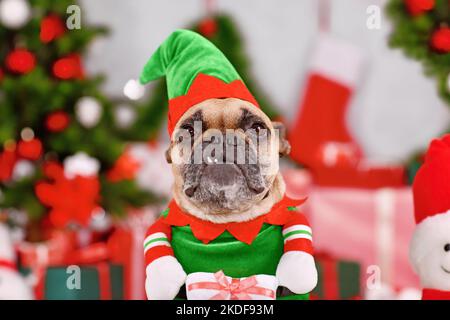 Divertente cane Bulldog francese che indossa il costume da elfo di Natale tra le decorazioni stagionali Foto Stock