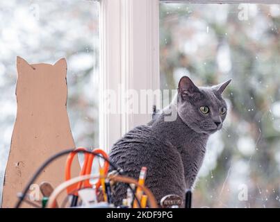 Casa di gatto blu russo femmina a Malmkoping, Svezia. Foto: Bo Arrhed Foto Stock