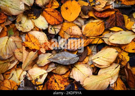 Struttura da foglie autunnali gialle che giacciono sul terreno Foto Stock