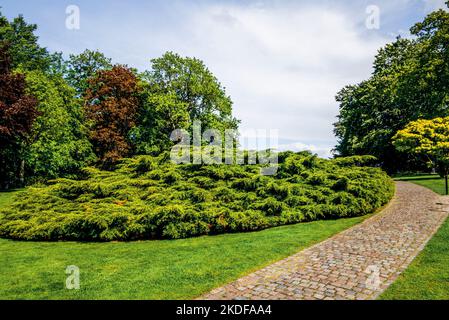 Alberi lungo la costa del mare in una calda giornata primaverile in Danimarca Foto Stock