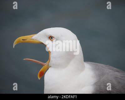 Gabbiano aringa Larus argentatus ritratto con sfondo blu Foto Stock