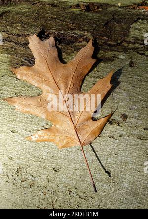 Una foglia di Quercus rubra, la quercia rossa settentrionale, Brandeburgo, Germania Foto Stock