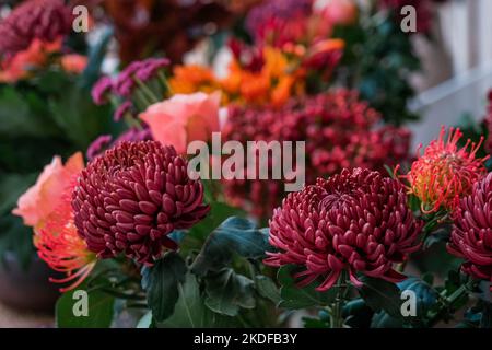 Prugna scuro viola crisantemi fiori sfondo. Foto Stock