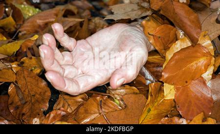 Foto simbolo per avvelenamento da funghi Foto Stock