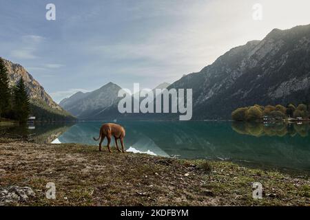 Ridgeback rodesiano che sorge sulla riva del lago Heiterwang all'alba in Tirolo, Austria Foto Stock