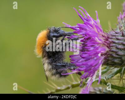 Shetland Bumblebee (Bombus muscorum) nettaring sul fiore del cardo, Shetland continentale, Scozia Foto Stock