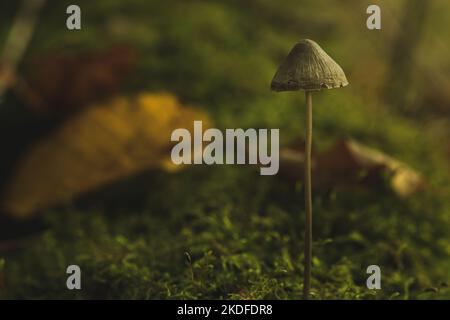 Primo piano a fungo che cresce su muschio. Piccolo fungo nella foresta autunnale Foto Stock