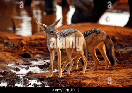 Jackals (Canis mesomelas) dalla buca d'acqua. Tsavo Est, Kenya Foto Stock