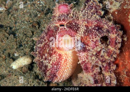 Polpo di Ocellate di veleno (Amphiottopus mototi, aka Mototi polpo, Octopus con anelli blu occelati). Anilao, Filippine Foto Stock