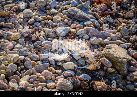 Un'immagine autunnale HDR di un Gannet morto, Morus fagumanus, si è lavato su una spiaggia di ciottoli vicino a Kinlochbervie, Sutherland, Scozia. 23 ottobre 2022 Foto Stock