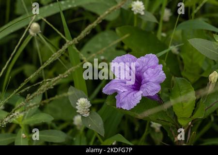 Un fiore viola di Ruellia tuberosa spuntare tra l'erba, ha uno sfondo verde blurry foglia Foto Stock