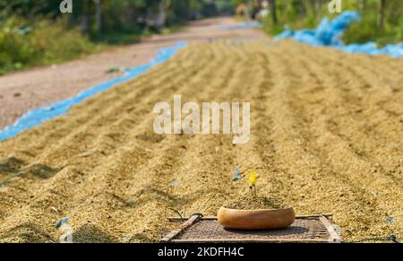 Riso che asciuga dal lato della strada in Thailandia rurale. Foto Stock