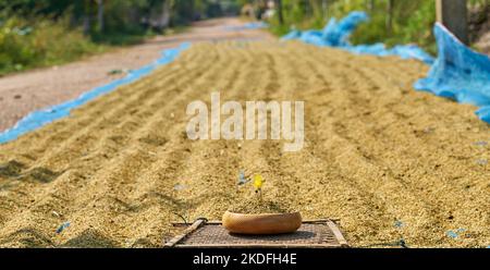 Riso che asciuga dal lato della strada in Thailandia rurale. Foto Stock