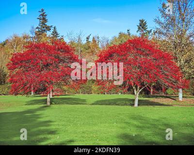 Alberi di biancospino ricoperti di bacche rosse in autunno Foto Stock
