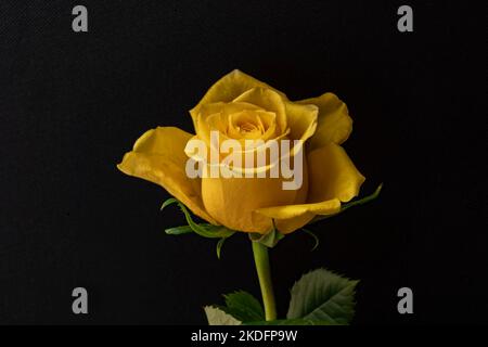 Rosa gialla singola isolata su sfondo nero Foto Stock