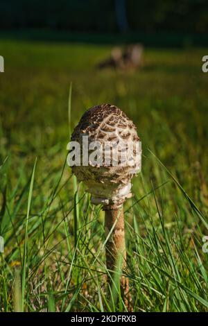 Primo piano macrolepiota procera ai funghi commestibili. Fungo parasolo con tappo chiuso. Foto Stock