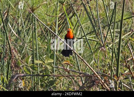 Blackbird con testa scarlatta (Amblyramphus holosericeus) adulto arroccato su fusto Pantanal, Brasile. Luglio Foto Stock