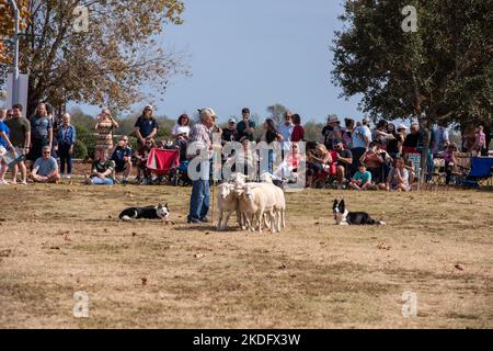 Charleston, South Carolina, Stati Uniti. 5 Nov 2022. Mentre il festival è stato spostato lungomare, una folla massiccia si riunisce per godere di giochi, musica, danza e altre attività per celebrare il loro patrimonio scozzese. Anche una sfilata di band seguita dalla marcia dei clan era molto apprezzata. Foto Stock