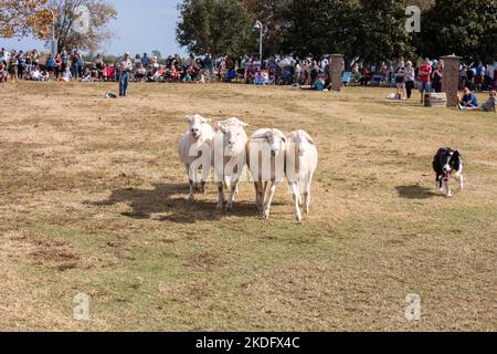 Charleston, South Carolina, Stati Uniti. 5 Nov 2022. Mentre il festival è stato spostato lungomare, una folla massiccia si riunisce per godere di giochi, musica, danza e altre attività per celebrare il loro patrimonio scozzese. Anche una sfilata di band seguita dalla marcia dei clan era molto apprezzata. Foto Stock