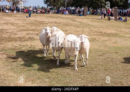 Charleston, South Carolina, Stati Uniti. 5 Nov 2022. Mentre il festival è stato spostato lungomare, una folla massiccia si riunisce per godere di giochi, musica, danza e altre attività per celebrare il loro patrimonio scozzese. Anche una sfilata di band seguita dalla marcia dei clan era molto apprezzata. Foto Stock