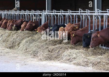 mucche di angus che si nutrono su hey in una fattoria biologica in germania Foto Stock