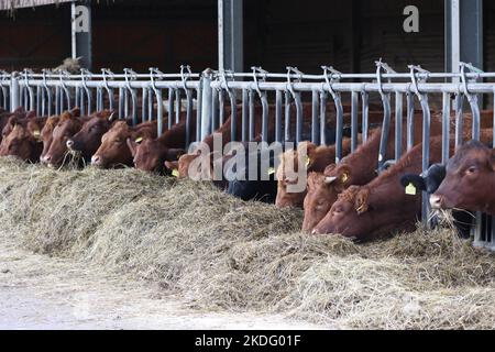 mucche di angus che si nutrono su hey in una fattoria biologica in germania Foto Stock