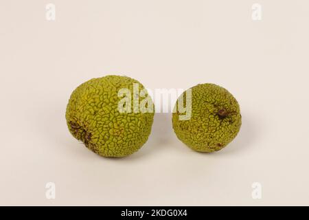 Primo piano del frutto di Maclura pomifera. Osage arancione. Apple-cuscinetto o tingere gelso o falso arancione. La famiglia dei gelsi. Gruppo Rosaceae Foto Stock