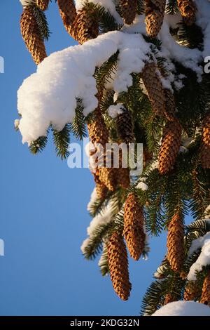 Rami innevati di abete rosso con coni che si accoccolano sullo sfondo del cielo blu Foto Stock