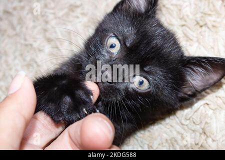 Il piccolo gattino nero morde un dito dell'uomo da vicino Foto Stock