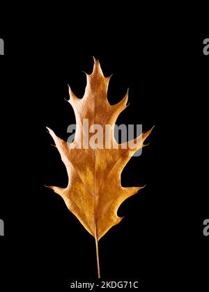 Primo piano in foglie di rovere essiccate giallo autunno isolato su fondo nero Foto Stock