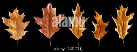 Set di foglie di quercia secca gialla caduta isolato su sfondo nero Foto Stock