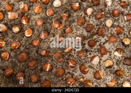 Decine di bulbi di tulipano piantati in terreno sabbioso e ben drenante. Piantare bulbi di tulipano in un letto di fiori. Tulipani crescenti. Fondo di lavori di giardinaggio di caduta. In alto Foto Stock