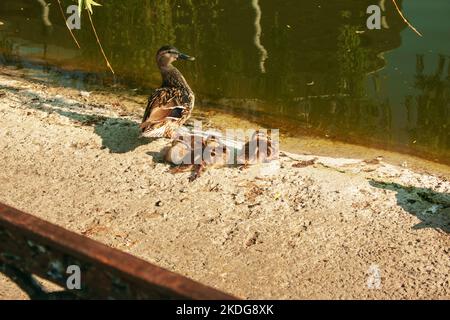 Famiglia di anatre selvatiche che riposano sulla riva in una giornata di sole. Anatra mallardo femmina e piccoli anatroccoli vicino a un lago, stagno o riwer. Foto Stock